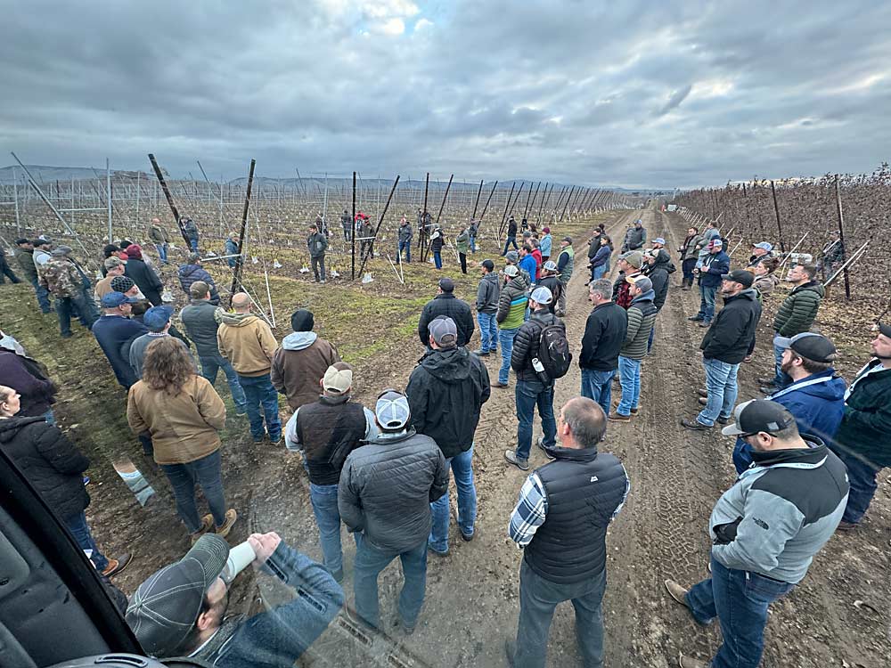 On the International Fruit Tree Association tour Feb. 13, attendees gather to hear grower Andrew Sundquist describe how his Moxee, Washington, farm converted old Brookfield Gala trees to multileader WA 38s through grafting. (TJ Mullinax/Good Fruit Grower)