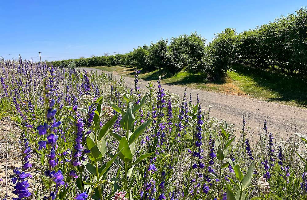 Beardtongue, yarrow, milkweed and other species mingle in a planting next to a V-trellised apple block in June near Othello, Washington, as part of a project studying the benefits of flower plantings near orchards. (Courtesy Teah Smith/Zirkle Fruit)