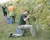 Field researchers harvest grapes at one of the locations in the nutrition study. The research group hopes to provide growers with nutrient sufficiency ranges for Frontenac, Marquette and La Crescent. Courtesy James Crants/University of Minnesota