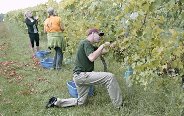 Field researchers harvest grapes at one of the locations in the nutrition study. The research group hopes to provide growers with nutrient sufficiency ranges for Frontenac, Marquette and La Crescent. Courtesy James Crants/University of Minnesota