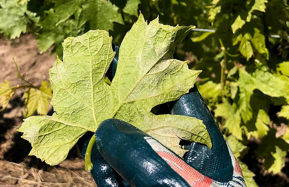 Powdery mildew on a leaf in an Oregon vineyard. More simple than traditional collection methods, running a glove or bare hand across the leaf gets you a sample of the pathogen, which can then be tested for fungicide resistance. (Courtesy Sarah Lowder/University of Georgia)