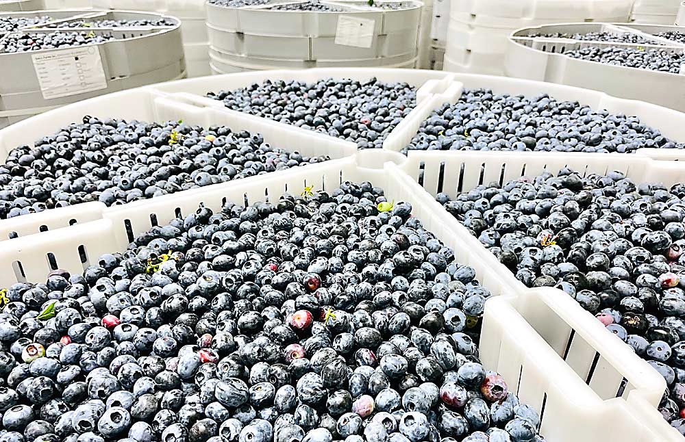 Oasis Farms of Prosser, Washington, loaded blueberries into low-pressure, climate-controlled chambers in July to see how far the technology could extend its season. (Courtesy RipeLocker)
