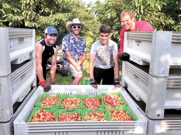 From left, Camden Wheatcroft, Casey Boullioun, José Rodriguez, and Nick Haas, who worked this summer at Bob and Carol Brown’s orchard at Stemilt Hill near Wenatchee, Washington.