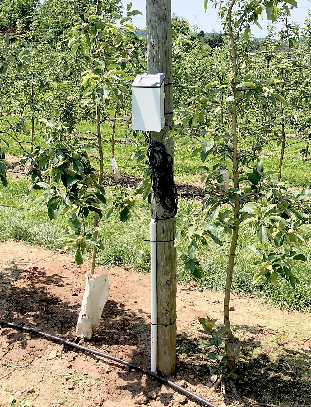 In one of his irrigation experiments, He attached a ZL6 data logger to a trellis pole. The ZL6 collects data from connected soil moisture sensors, which can be accessed via a cloud server. (Courtesy Long He/Penn State University)