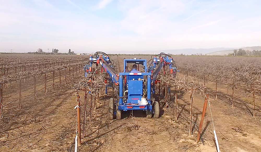 A Vmech 2200 pruner in a California vineyard. Dealing with rising labor and other costs, California vineyards are mechanizing more management tasks. Two-thirds of California grape growers now prune by machine. (Courtesy Kaan Kurtural/University of California, Davis)