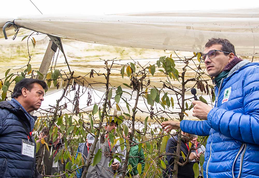 Jacopo Diamanti, research and development manager for Salvi Vivai, at right, discusses a super-high-density spindle planting of cherries in November in the Ferrara region of Italy during a tour for the International Fruit Tree Association. The orchard has 2,672 trees per acre, while the bullhorn trellis post, upper left, supports double-layered netting for rain and hail protection. (Ross Courtney/Good Fruit Grower)