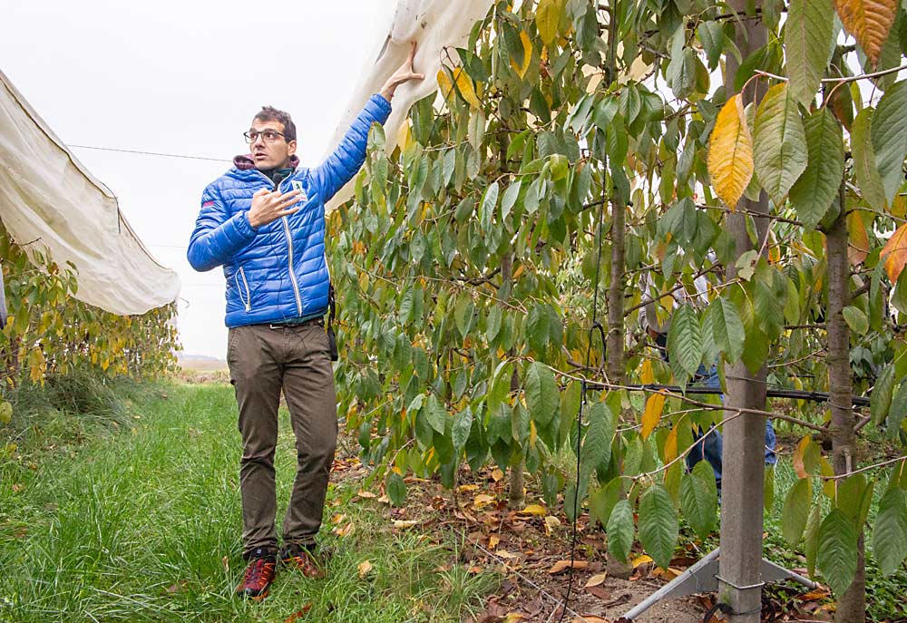 The company planted the super-high-density blocks with side netting to keep out spotted wing drosophila. (Ross Courtney/Good Fruit Grower)