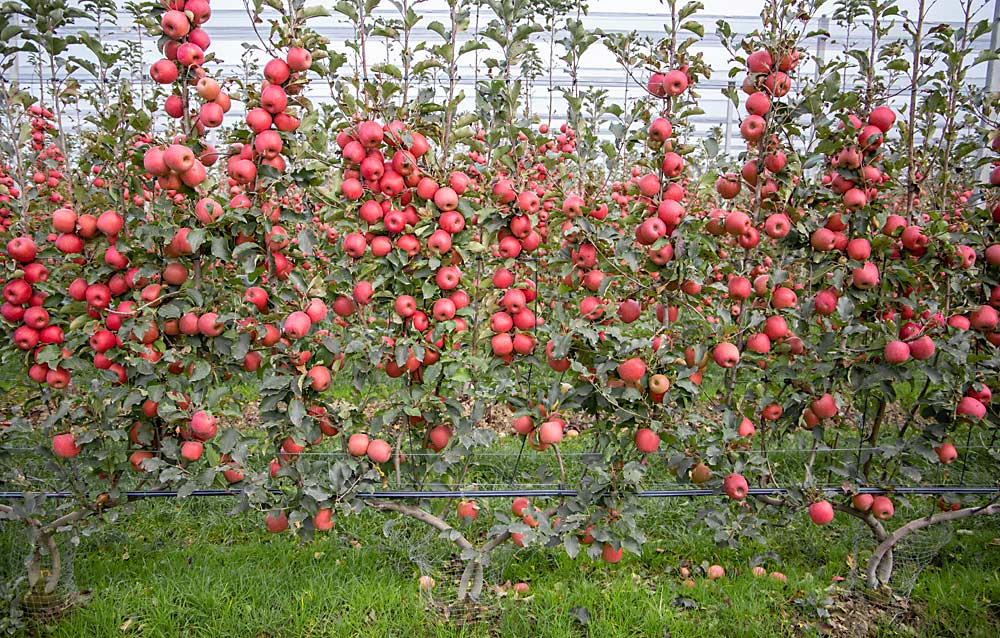 Ripe Cripps Pink apples await harvest in November on these multileader trees at the Mazzoni Farm in Ferrara, Italy, where International Fruit Tree Association members toured. Italian researchers and progressive commercial growers are banking on such cordon-style, two-dimensional canopies to produce more consistent quality and usher their apple industry toward automation. (Ross Courtney/Good Fruit Grower)