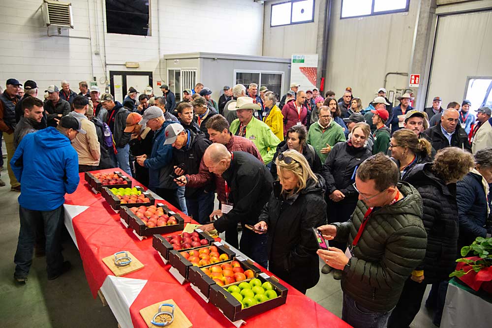 IFTA attendees sample apple varieties at Centro Innovazione Varietale, a breeding company in Italy’s Ferrara region, on Nov. 14. (Ross Courtney/Good Fruit Grower)