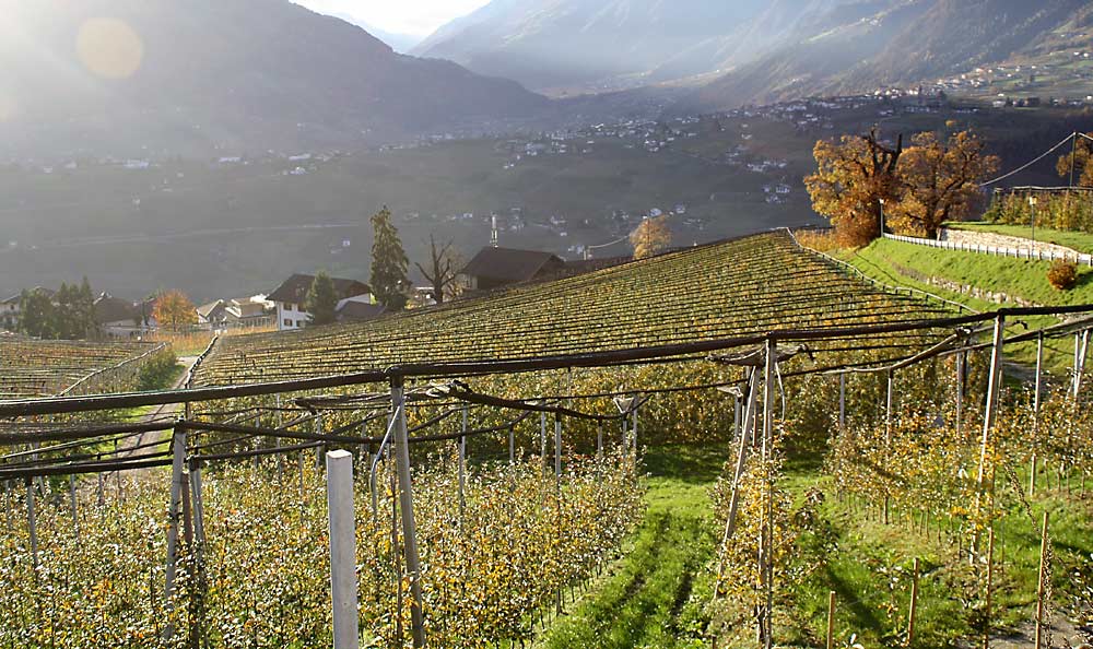 Hail netting is a standard feature in Italian orchards, such as this South Tyrol apple orchard in 2014, and often doubles as protection against insects and other threats. South Tyrol has about 45,000 acres of apples, but most are on farms of less than 12 acres. (Richard Lehnert/Good Fruit Grower)