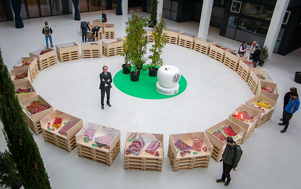 Walter Guerra poses in the middle of his apple-shaped “Variety Garden,” a display of 60 branded apple varieties from around the globe, set up in the lobby of the Interpoma trade show in Bolzano, South Tyrol, Italy. The International Fruit Tree Association tour of Italy in November included a stop at Interpoma. (Ross Courtney/Good Fruit Grower)