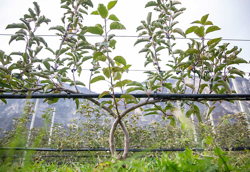 One common training method among progressive growers in Italy is to cross two main leaders and train fruiting uprights, such as on this young apple tree at the Edmund Mach Foundation. Other systems use one horizontal leader or two bent outward. (Ross Courtney/Good Fruit Grower)