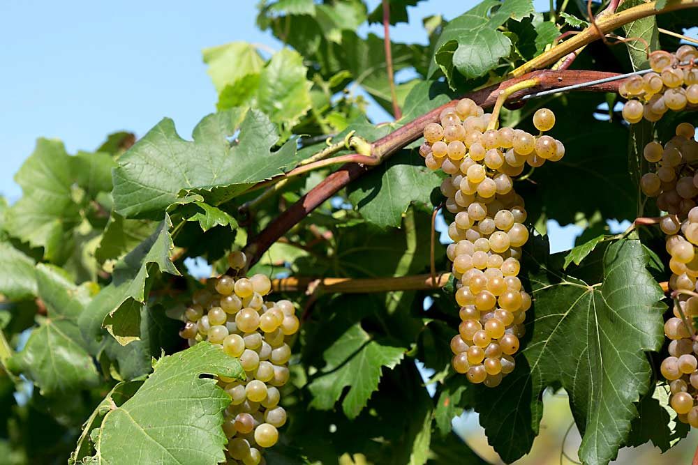 Itasca grapes growing at the University of Minnesota Horticultural Research Center in Chanhassen, Minnesota, in 2015. UMN states this variety shows resistance to downy and powdery mildew and to incidences of phylloxera. Itasca, the latest grape from UMN’s breeding project, was released in 2017. (Courtesy David Hansen/University of Minnesota)