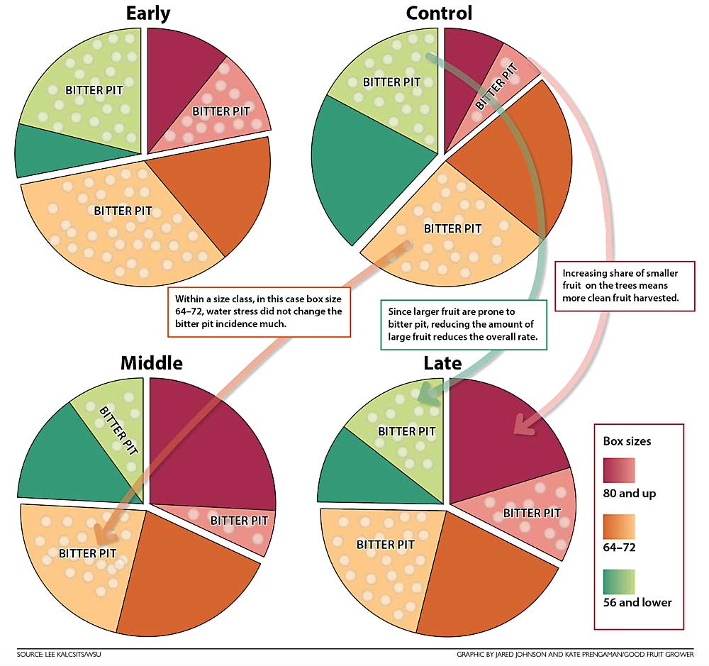 Size class shifts tell the story: Deficit irrigation during the summer works to reduce bitter pit incidence in Honeycrisp by shifting the size classes harvested from 38 percent fruit in box size 56 or lower to 24 percent. Box size 80 fruit increased from 14 percent to 32 percent. Since larger fruit are more prone to bitter pit, this shift in the size class of the harvest reduces the overall rates of bitter pit in the crop, said Lee Kalcsits, Washington State University physiologist. The positive results shown are for middle- and late-summer water stress, lasting about a month long, but early-season deficits did not show benefits. (Source: Lee Kalcsits/Washington State University, Graphic: Jared Johnson/Good Fruit Grower)