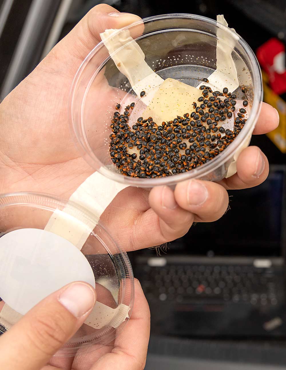 UAV-IQ staff shows a cup of beetles, known as mealybug destroyers, before loading them into the drone for vineyard release. (Kate Prengaman/Good Fruit Grower)