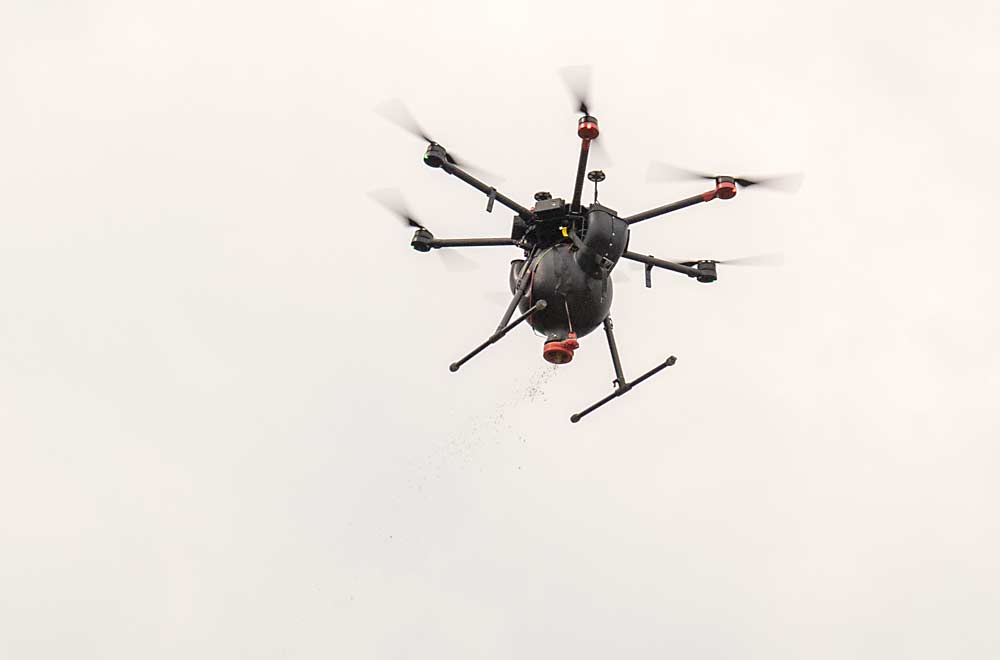 A drone from California company UAV-IQ drops mealybug destroyers and predator mites over a Red Mountain vineyard in August. The vineyard hosted a trial led by Washington State University to see if application of beneficial insects can improve control of spider mites and grape mealybugs. (Kate Prengaman/Good Fruit Grower)