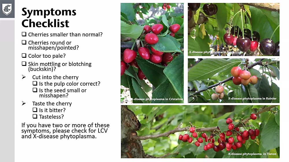 Using a checklist approach can help scouts detect little cherry disease symptoms that can vary based on pathogen, cultivar and severity of infection, according to Washington State University pathologist Scott Harper. (Courtesy Tianna DuPont)