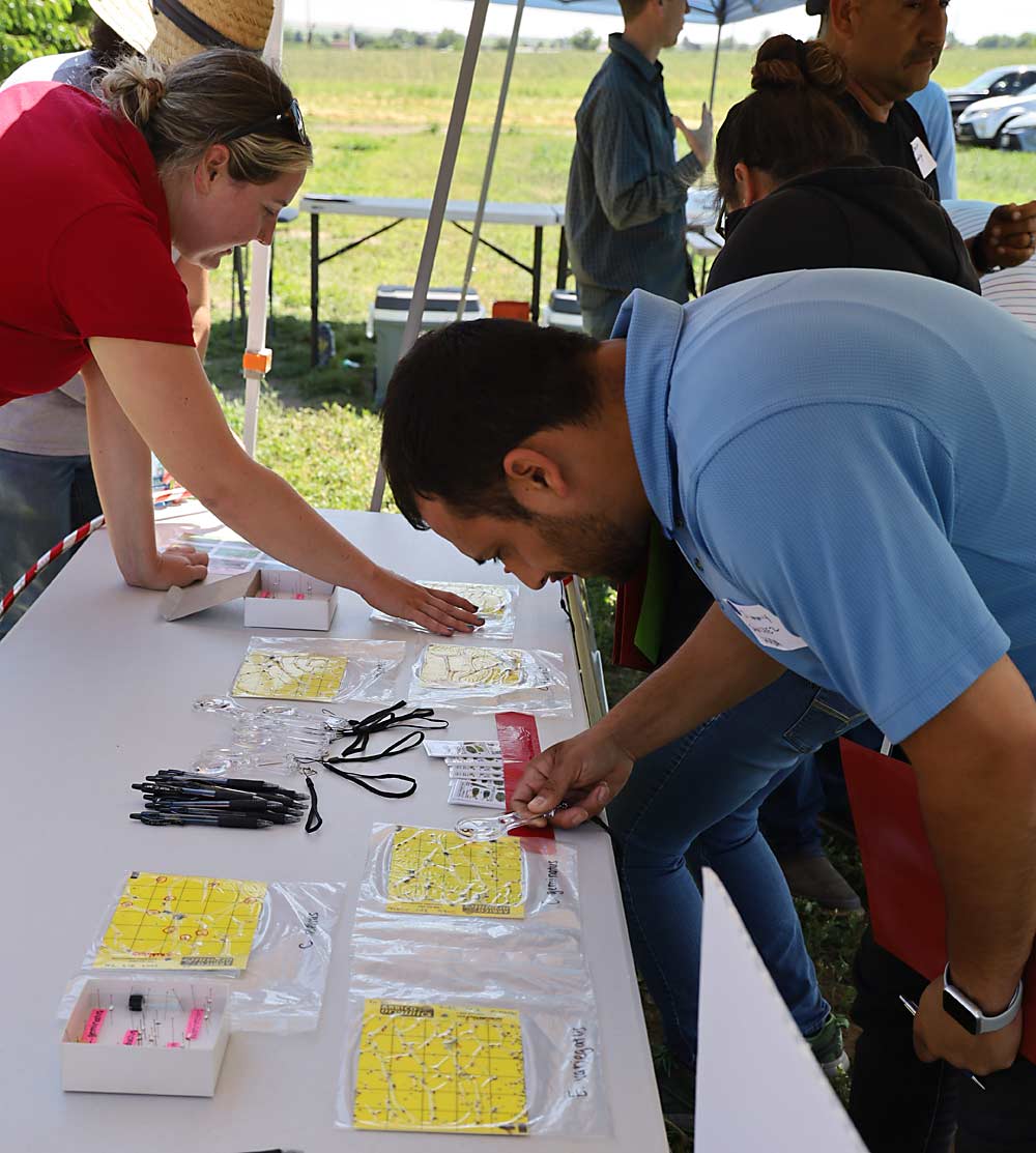 Jimmy Sanchez of the Washington State Department of Agriculture looks at sticky cards and tries to identify the leafhopper species that can spread X disease, as part of an educational exercise at the WSU field day. (Kate Prengaman/Good Fruit Grower)