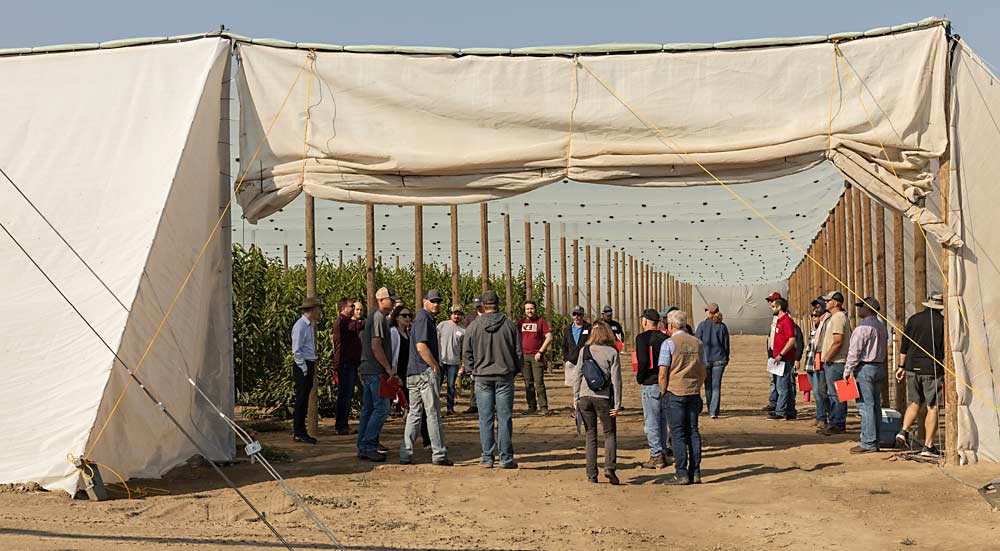 To protect the certified mother block at Gold Crown Nursery, owners installed this protective netting structure to prevent leafhoppers from feeding on the trees and potentially transmitting X disease. The sides feature a heavy, dense net, with the lower edge dug into the dirt, while the top is a looser-weave shade net. (Kate Prengaman/Good Fruit Grower)