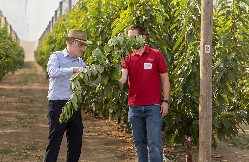 워싱턴 주립 대학의 병리학자인 Scott Harper(왼쪽)가 9월 퀸시에 있는 Gold Crown Nursery에서 주최한 필드 데이에서 X 질병 테스트를 위한 샘플을 채취하는 방법을 설명합니다.  Harper는 자신 뒤에 있는 인증된 체리 마더 블록에서 수요가 많은 접순 나무를 자르는 대신 직접 가져온 나뭇가지에서 시범을 보였습니다.  (Kate Prengaman/Good Fruit Grower)