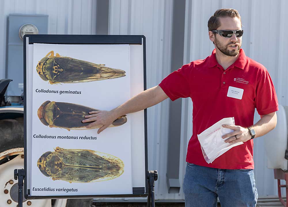 Adrian Marshall, a postdoctoral researcher at Washington State University, explains how to identify Colladonus montanus reductus, center, the primary leafhopper vector of X disease in Washington, at a September field day. Marshall’s research into the vectors has been funded by the Washington Tree Fruit Research Commission. (Kate Prengaman/Good Fruit Grower)