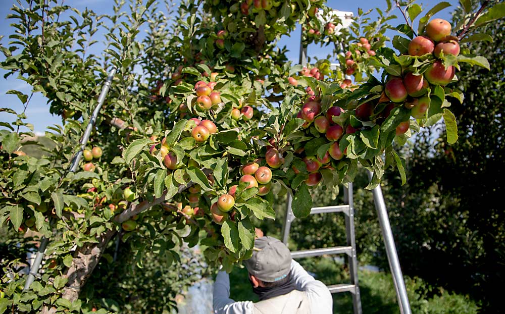 In October last year, Fernando Garcia harvests Lady Apples, which grow in clusters on freestanding trees at Campbell Orchards in the Yakima Valley, one of the few farms in the Western U.S. to grow the small fruit. (Ross Courtney/Good Fruit Grower)