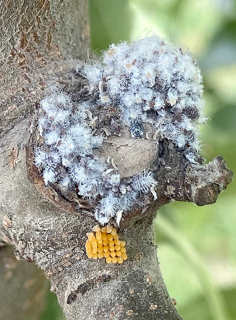 Ladybug eggs found below a woolly apple aphid colony in an apple block near a pollinator garden, which attracts other beneficial insects as well. (Courtesy Teah Smith/Zirkle Fruit)
