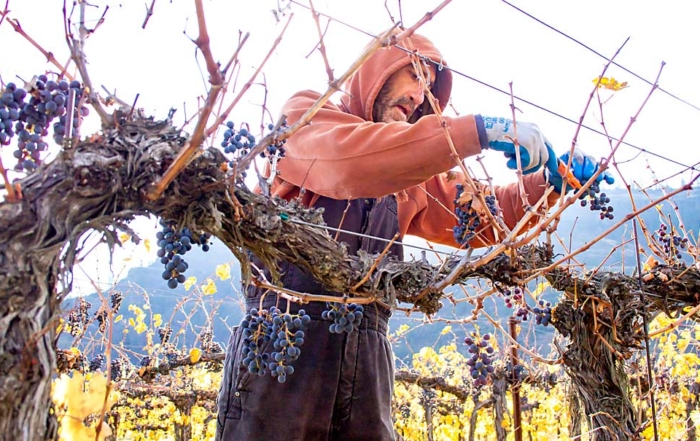Vineyards require a lot of skilled labor, but local workers are increasingly in short supply. Here, Bob Miller harvests Merlot grapes at a Lake Roosevelt vineyard near Creston, Washington, in 2016. (Shannon Dininny/Good Fruit Grower)