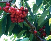 Research over the past two years shows irrigation can be reduced prior to harvest without harming sweet cherry fruit yield or quality for some varieties, including Lapins. (Good Fruit Grower file)