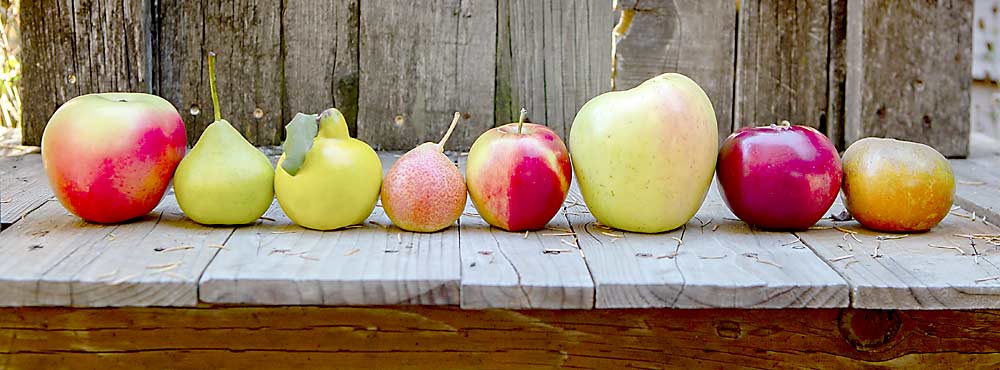 사이다 제조업자들은 하드 사이다와 페리에 다양한 사과, 배 및 기타 과일을 사용합니다.  미국 사과주 양조장의 수는 지난 10년 동안 7배 증가했습니다.  (의례 Larvick 미디어)