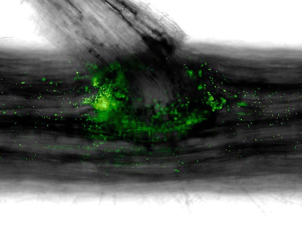 Plants have a microbiome, too — including these fluorescent-tagged endophytes that live inside plant tissues and offer certain benefits to the plant in exchange for a little of the sugar produced by photosynthesis. (Courtesy Sharon Doty)