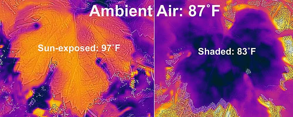 The temperature experienced by the powdery mildew fungus is the temperature that is at the leaf surface, which can vary depending on leaf location and water status of the vine. Water-stressed, sun-exposed leaves are often warmer than ambient air temperature, whereas shaded leaves on well-watered vines are often cooler than ambient air temperature. (Michelle Moyer and Charlotte Oliver/Washington State University)