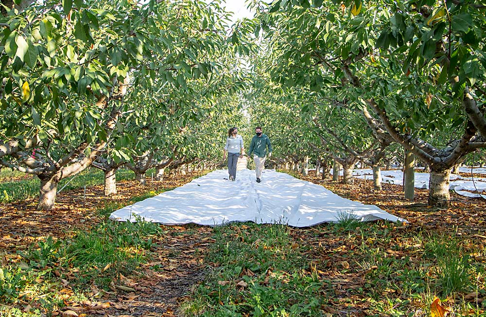 Washington State University graduate students Abby Clarke and Adrian Marshall walk over reflective fabric they rolled out in a Yakima Valley cherry orchard after harvest last season. Data from their trial shows that covering the ground cover seems to deter the leafhoppers that transmit X disease, and they plan to collect more data to bolster the case this season. (Kate Prengaman/Good Fruit Grower)