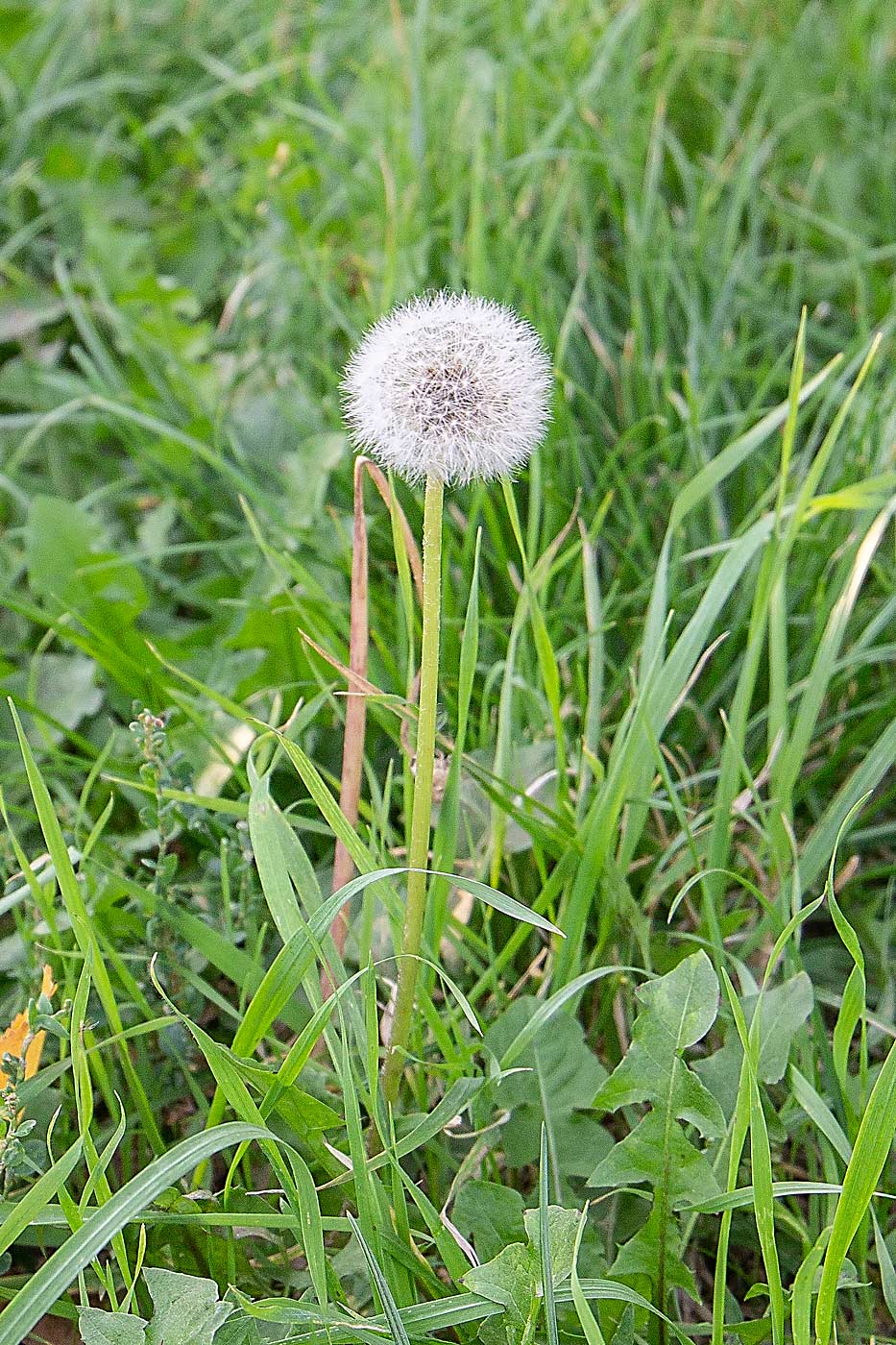 Dandelions and other perennial broadleaf weeds can be a reservoir of the X phytoplasma from season to season, which suggests that managing them may be an important part of X disease control. (Kate Prengaman/Good Fruit Grower)