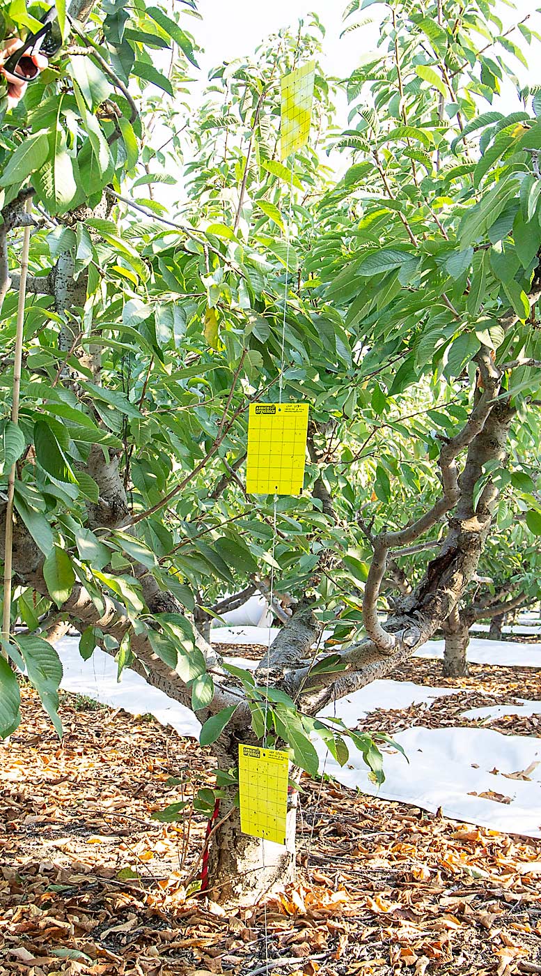 To understand how leafhoppers feed and move around in cherry orchards, WSU graduate student Adrian Marshall hung traps at 2 feet, 4 feet and 6 feet. He found that the lower traps were much more likely to catch leafhoppers, because the insects tend to feed on many of the broadleaf weeds on the orchard floor. (Kate Prengaman/Good Fruit Grower)