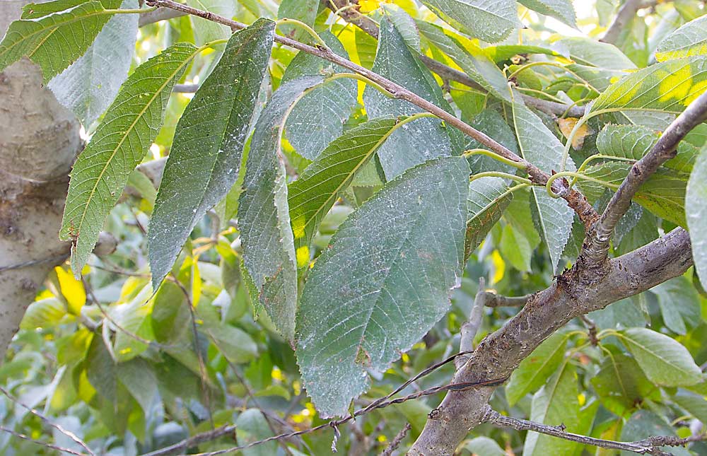 Kaolin clay application may also deter leafhoppers from feeding in cherry orchards, although the first year of data didn’t show as strong a deterrent effect as the reflective mulch. (Kate Prengaman/Good Fruit Grower)