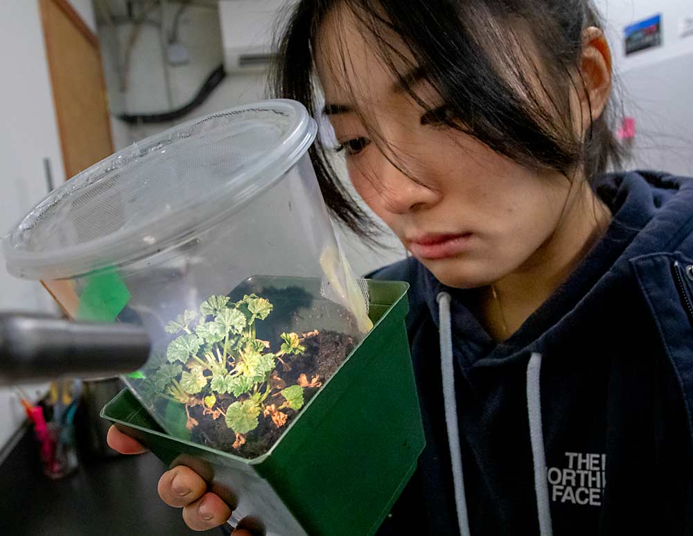 Yan Yan, a master’s degree student at Oregon State University, checks for leafhopper eggs on a mallow plant in November at the Hood River station. (Ross Courtney/Good Fruit Grower)