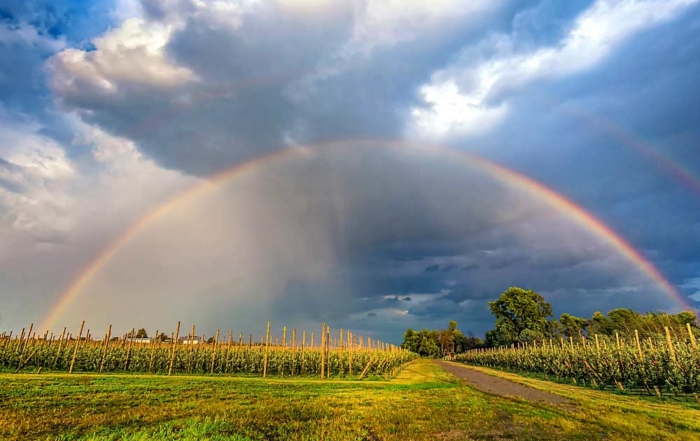Linda Schamberger says she was in the “right time, right place” to capture this double rainbow over a Zingler Farms apple orchard in Hilton, New York, in September. “It was amazing and only lasted for about five minutes.” (Courtesy Linda Schamberger)