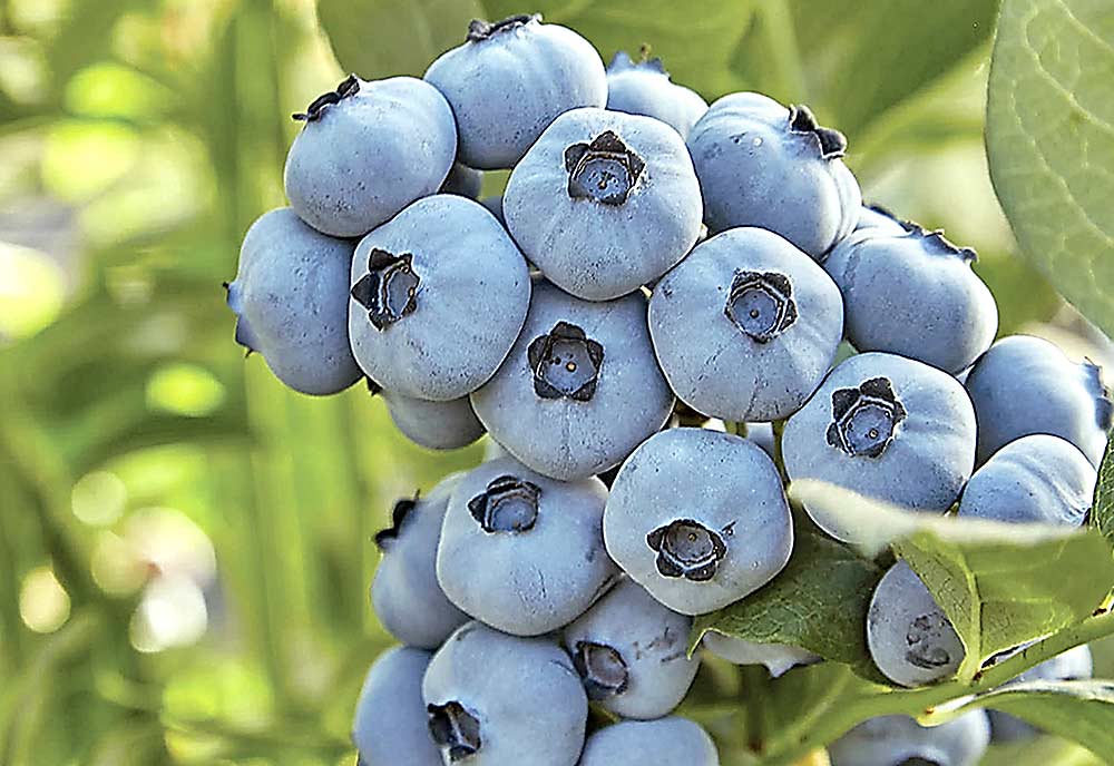 LoretoBlue, a recent release from Fall Creek Farm & Nursery, is a high-chill variety that ripens in midseason. It has high yields of uniform, very firm, large fruit. (Courtesy Fall Creek Farm & Nursery)