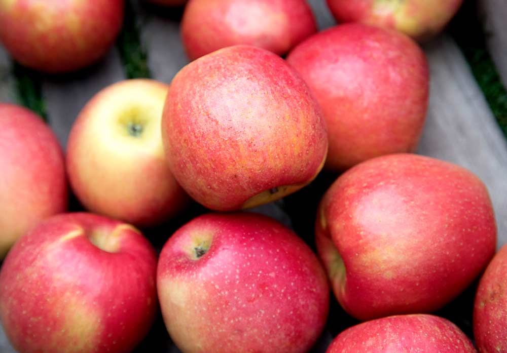Ludacrisp, an up-and-coming variety from the Midwest Apple Improvement Association, has an unusual, juicy and fruity flavor that growers think will be a hit with farm market and pick-your-own customers. (Courtesy Midwest Apple Improvement Association)
