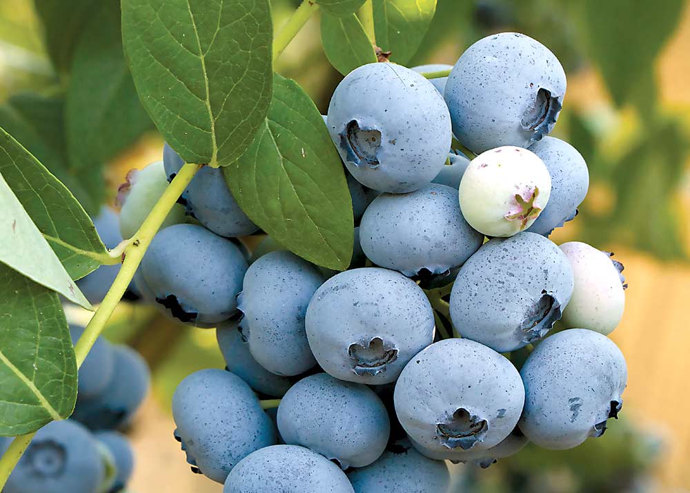 LunaBlue, a recent release from Fall Creek Farm & Nursery, is a high-chill variety that ripens in late season. It has high yields of very uniform, large fruit. (Courtesy Fall Creek Farm & Nursery)
