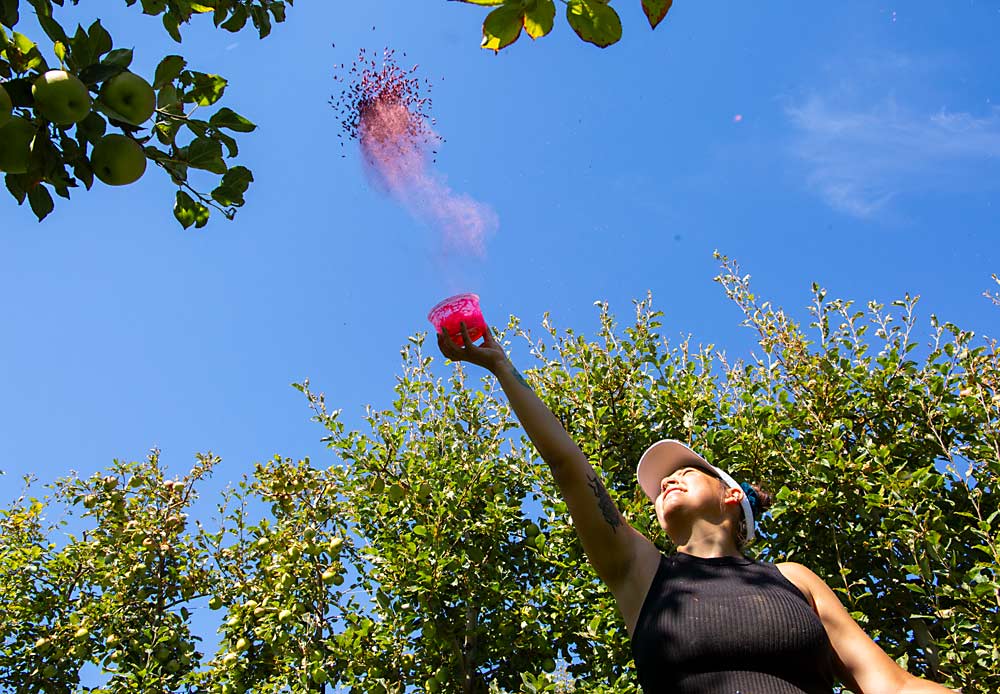 Washington State University research technician Toriani Kent releases sterilized codling moths into a trial block near Soap Lake, about 40 meters from the traps. (Ross Courtney/Good Fruit Grower)