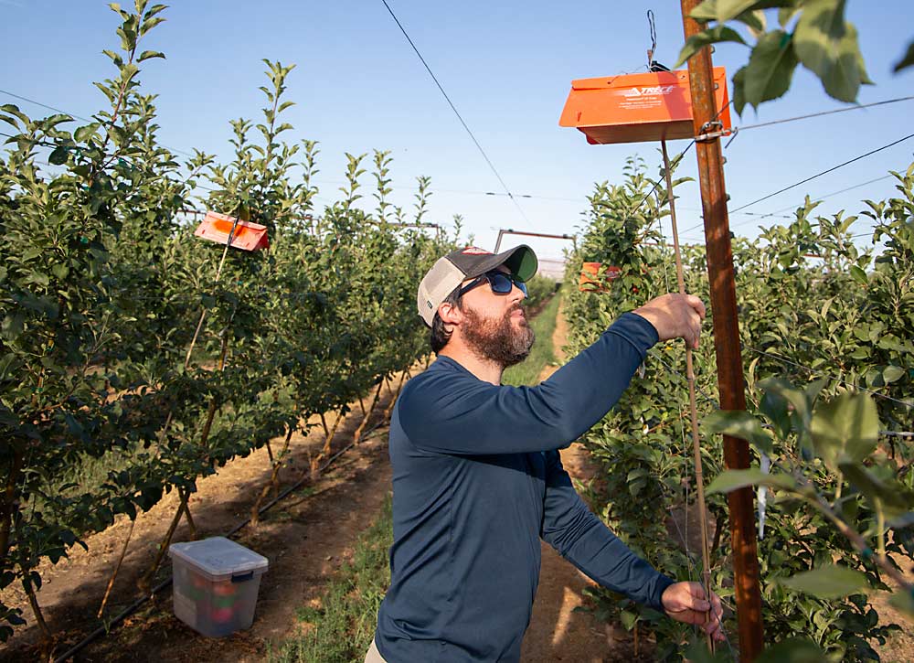 Rob Curtiss, a WSU postdoctoral research associate, hangs four traps in the center of a Quincy trial block. (Ross Courtney/Good Fruit Grower)