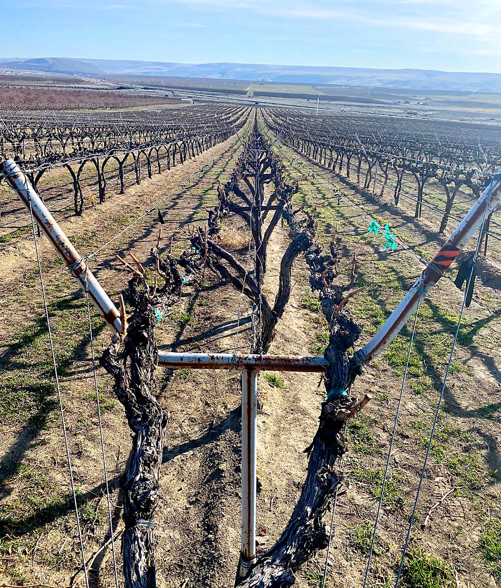 A lyre trellis system in a wine grape vineyard on Candy Mountain near West Richland. (Courtesy Dennis Devitt/Wilbur-Ellis)