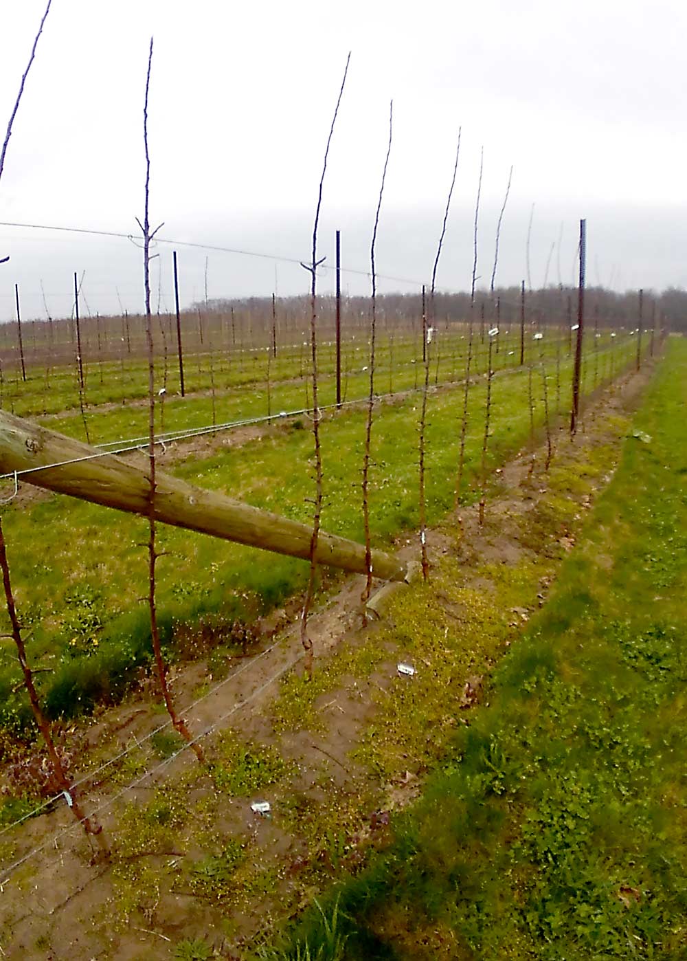 MAIA-L trees on Geneva 41 rootstocks at Burnham Orchards in Berlin Heights, Ohio, in late April. Planted in 2019, these trees are starting their second year in the ground. Growers say MAIA-L, marketed as Ludacrisp, is an annual cropper with wide-angled branches. (Courtesy Joe Burnham)