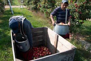 Michigan agricultural workers, like those seen here picking apples, will become eligible for the COVID-19 vaccine starting on March 1. (Matt Milkovich/Good Fruit Grower)