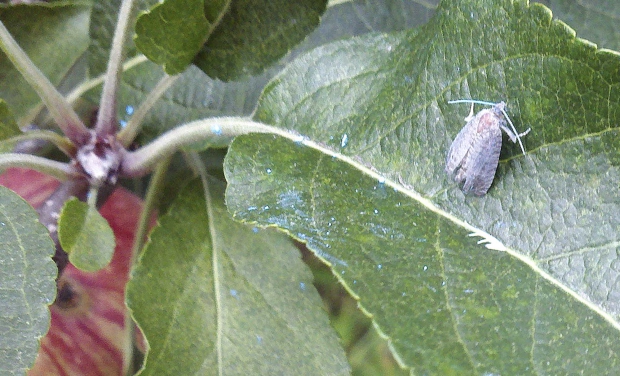 Sterile male moths can be identified in traps by their pink color when squashed (from the dye in their diet) and/or by being dusted with color, as these were. Trap captures indicate mating disruption failures—since the male moth was able to find the trap emitting the odor of female pheromone. (Courtesy Peter McGhee)