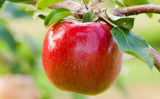 This is MN 55, the newest apple released by University of Minnesota apple breeders. It is earlier than Honeycrisp by a month but stores well and has that desirable crunch. (Courtesy David Hansen/University of Minnesota)