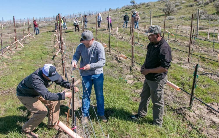 Vineyard manager Nick Mackay, center, and vineyard foreman Enrique Moreno, left, discuss pruning and tying strategies with new crew boss Luis Ruelas, while workers wait for instructions at Mercer Canyons in Alderdale, Washington, in March. (Ross Courtney/Good Fruit Grower)