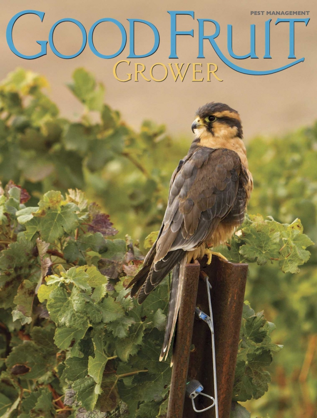 An aplomado falcon selected for the March 1, 2014 cover. (Courtesy Phil Hull)